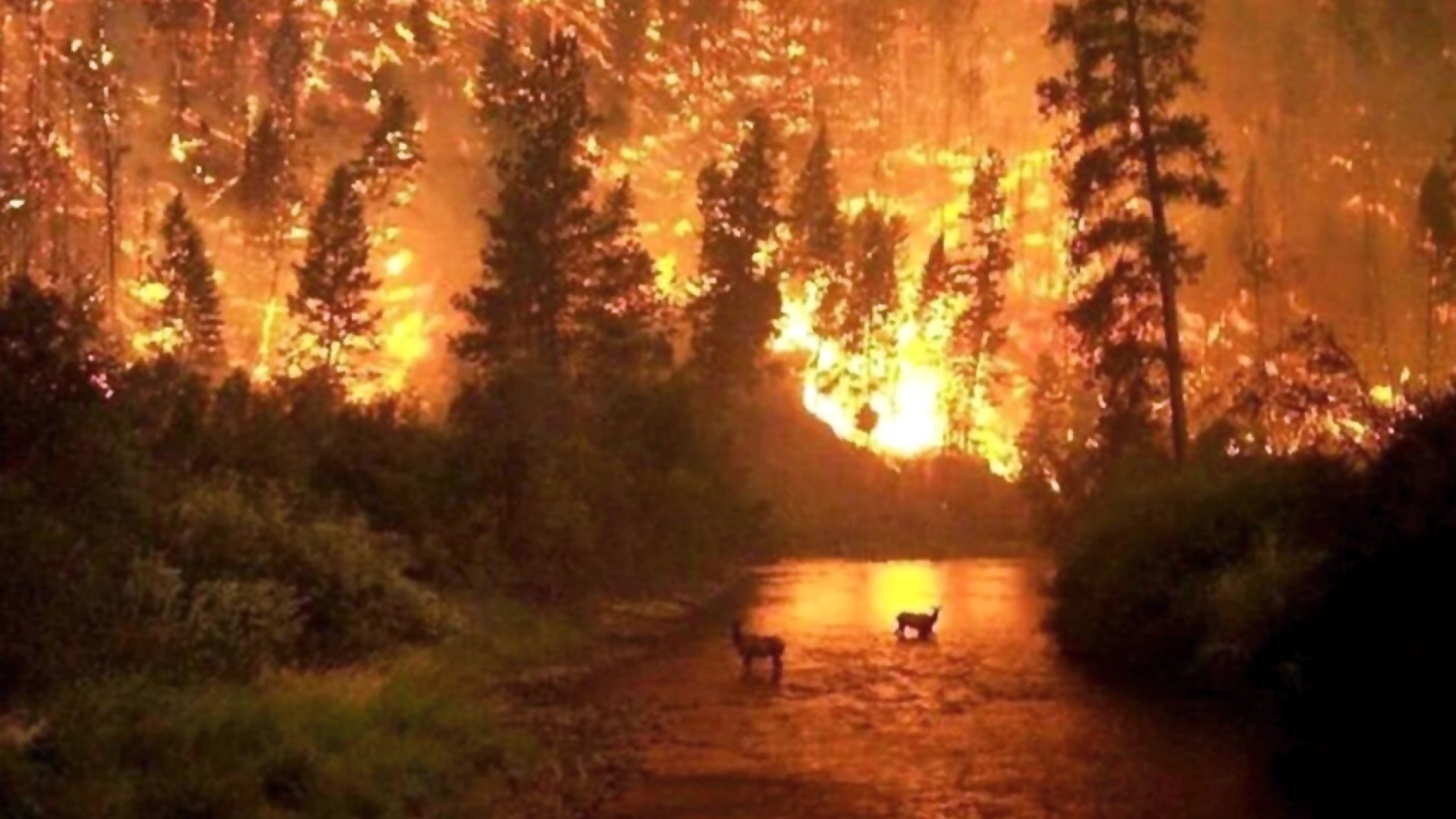 Bomberos combaten masivos incendios forestales en Wyoming