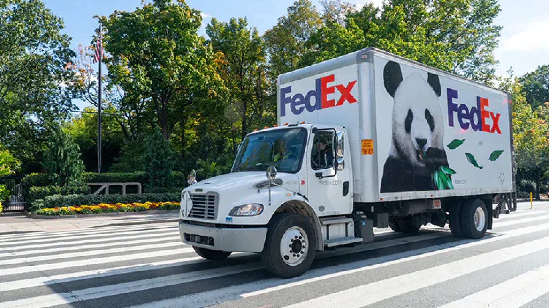 Dos nuevos pandas gigantes llegan a EU desde China como “embajadores de amistad”