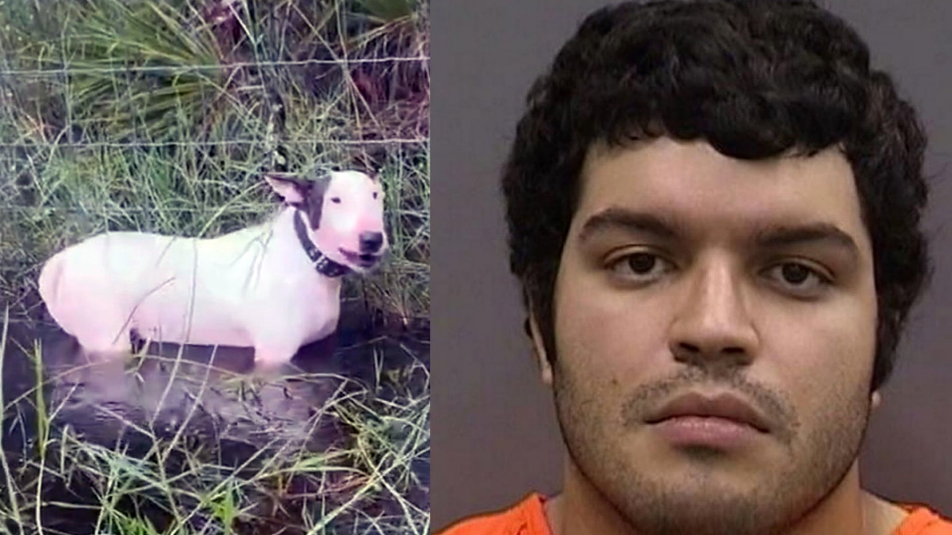 Arrestan a dueño por crueldad animal tras abandonar a perro en medio de huracán