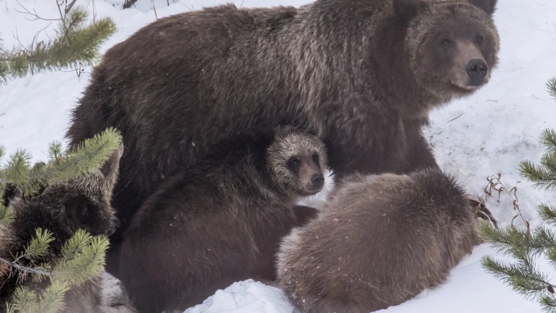 Un oso grizzly de fama mundial murió atropellado en Wyoming