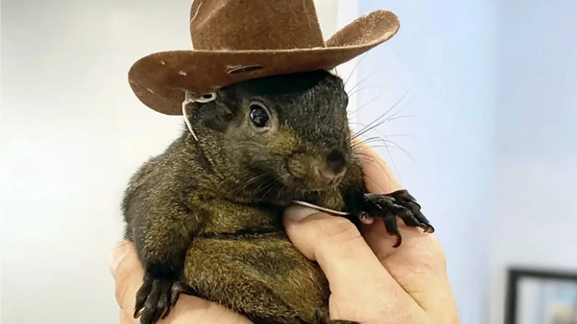Pareja acusa a Nueva York por muerte de su ardilla ‘Peanut’