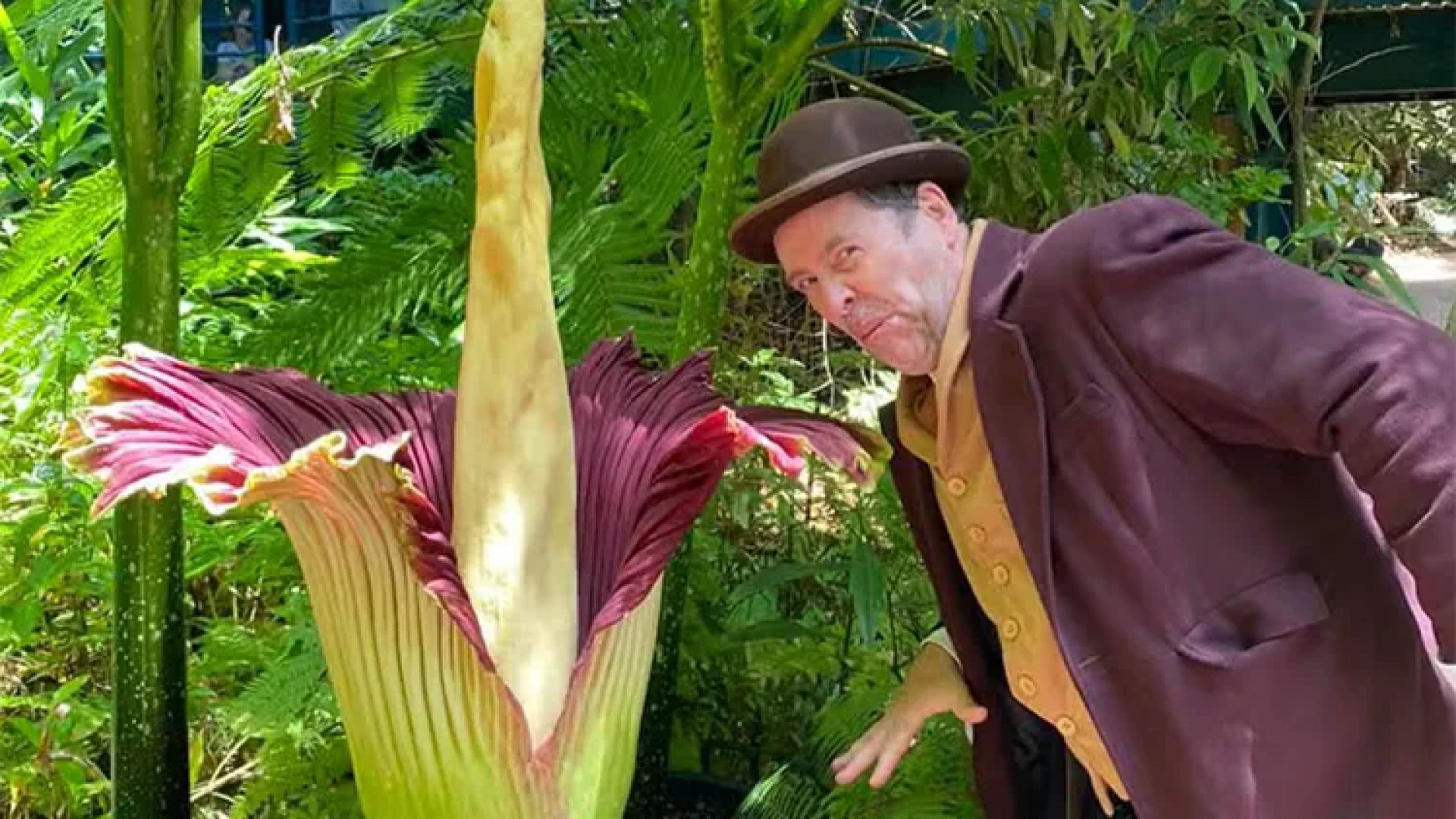 Gigante “flor cadáver”, que apesta a carne podrida, florece después de una década
