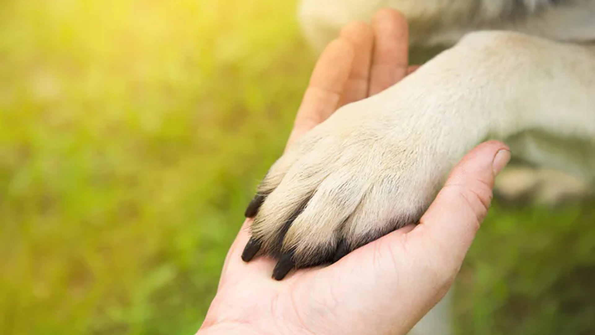 Avala Congreso de Veracruz reforma federal de protección animal