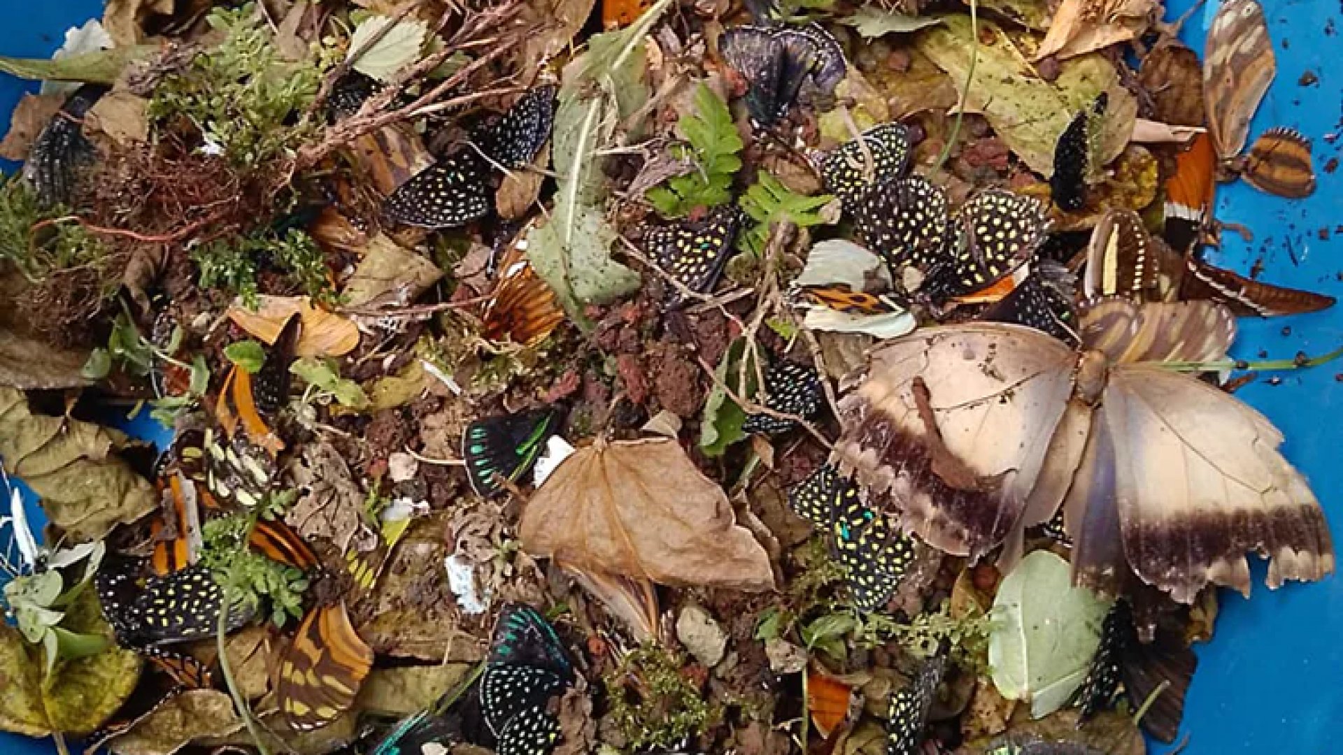 Masacran a mariposas en Jardín Botánico de Xalapa, Veracruz