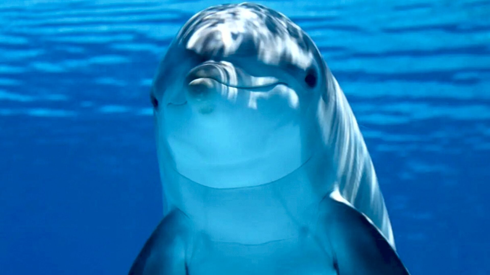 Delfines del Golfo de México dan positivo a fentanilo y múltiples drogas