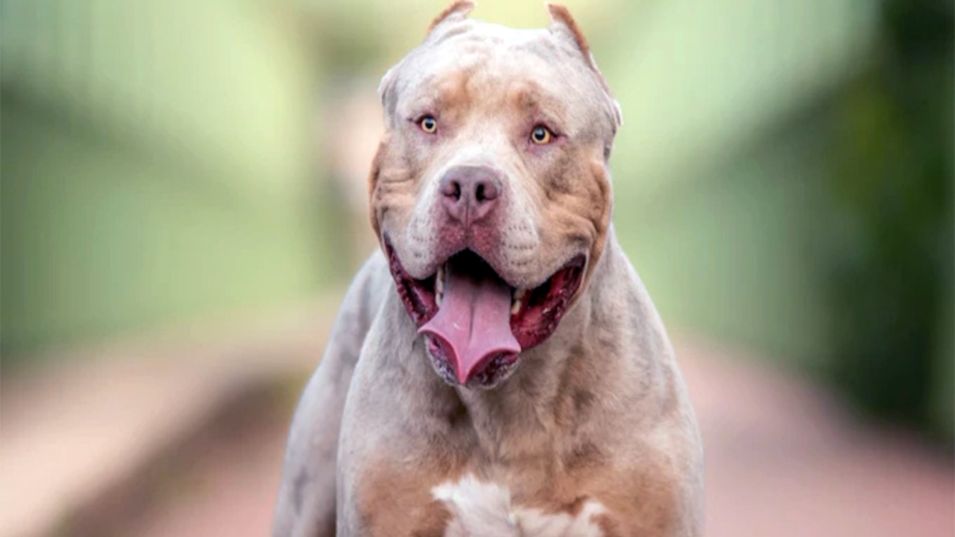 Inglaterra: Sacrifican 100 perros American Bully XL al mes