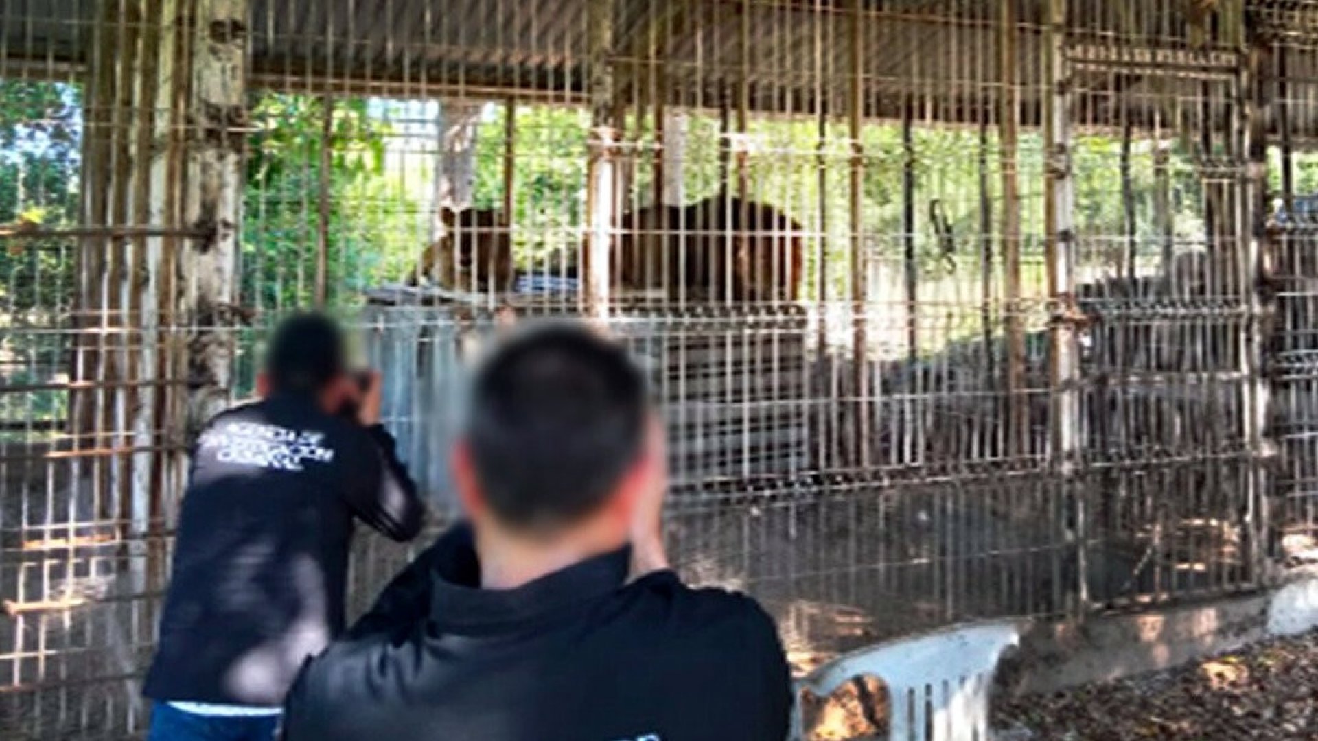 Aseguran leones y venados en finca de La Huerta, Jalisco