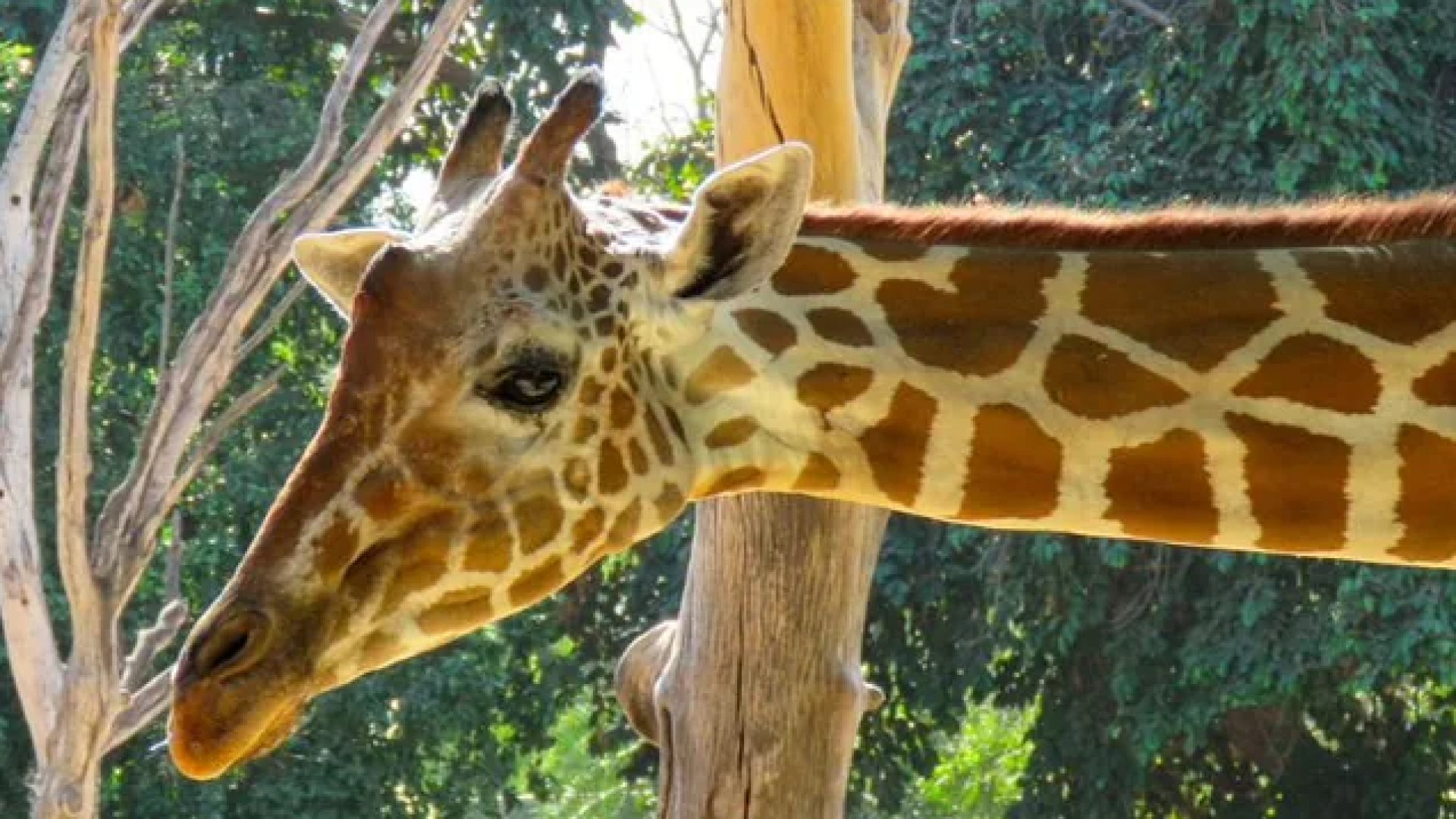 ¡Desaparece jirafa del Zoológico de Culiacán!