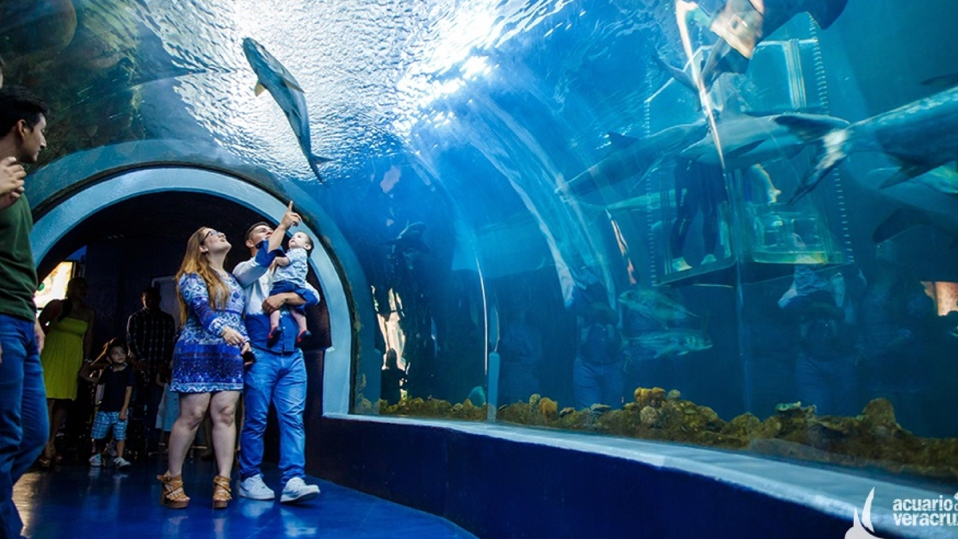 Aquarium de Veracruz rompe récord de asistencia en 2024