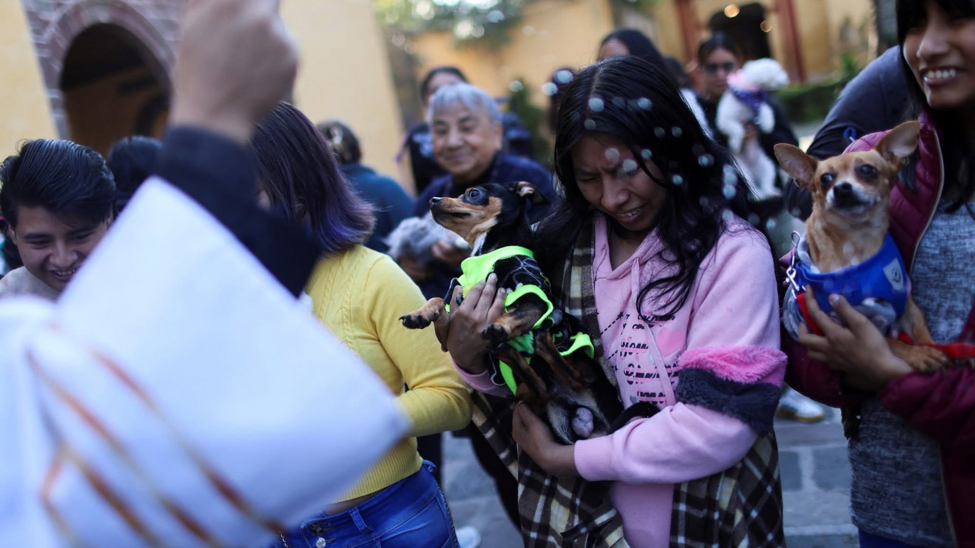 Bendición de mascotas en honor a San Antonio Abad reúne a miles en todo México
