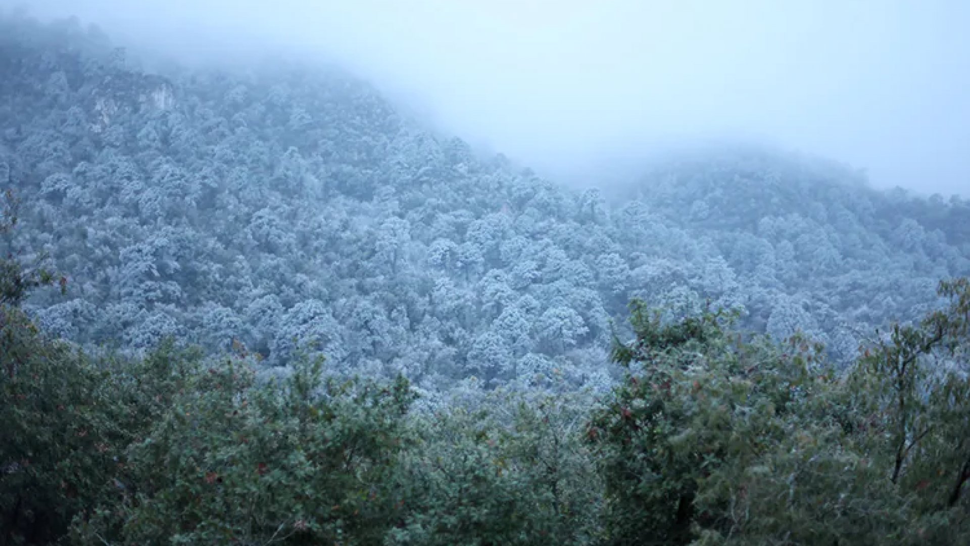 ¡Parque Ecológico Chipinque se cubre de hielo! Reportan temperaturas bajo cero