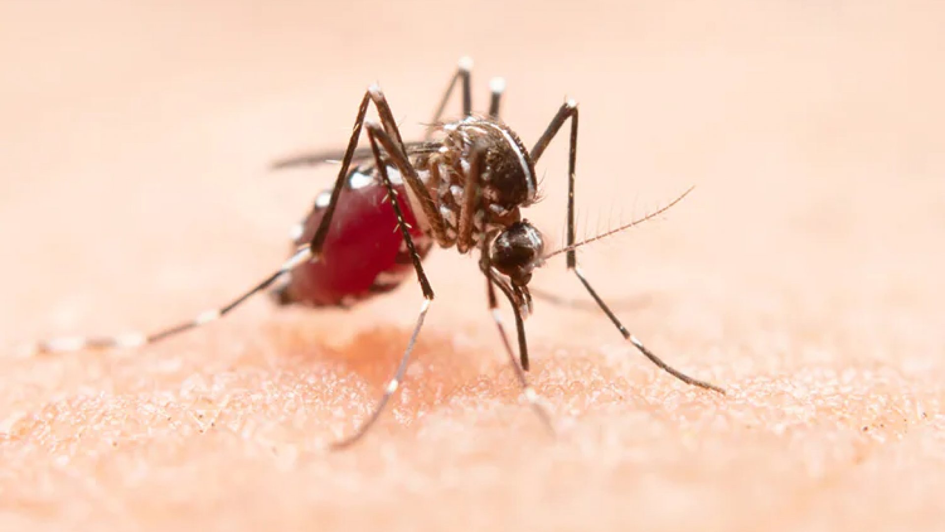 Veracruz reporta primer caso de Zika en México en 2025