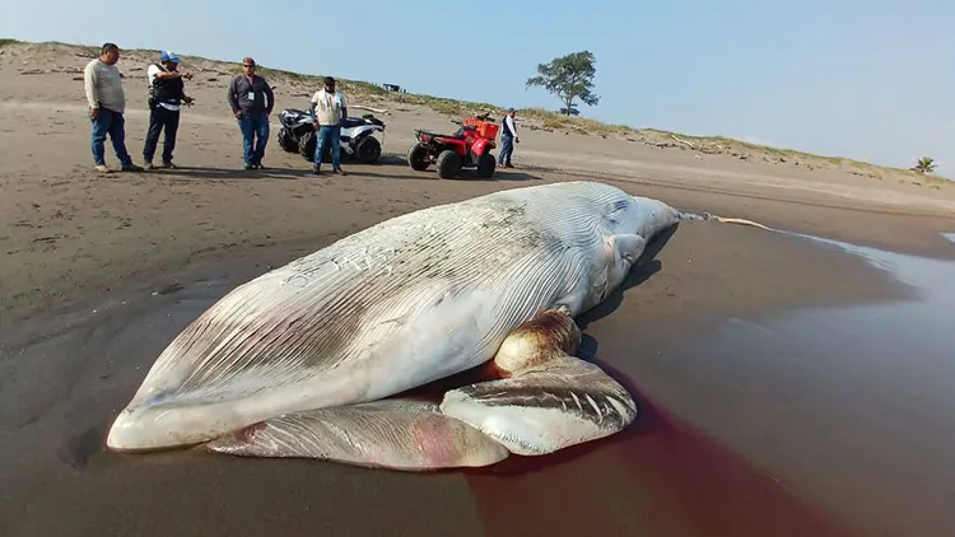 Hallan ballena muerta en playas de Nautla, Veracruz | Fotos