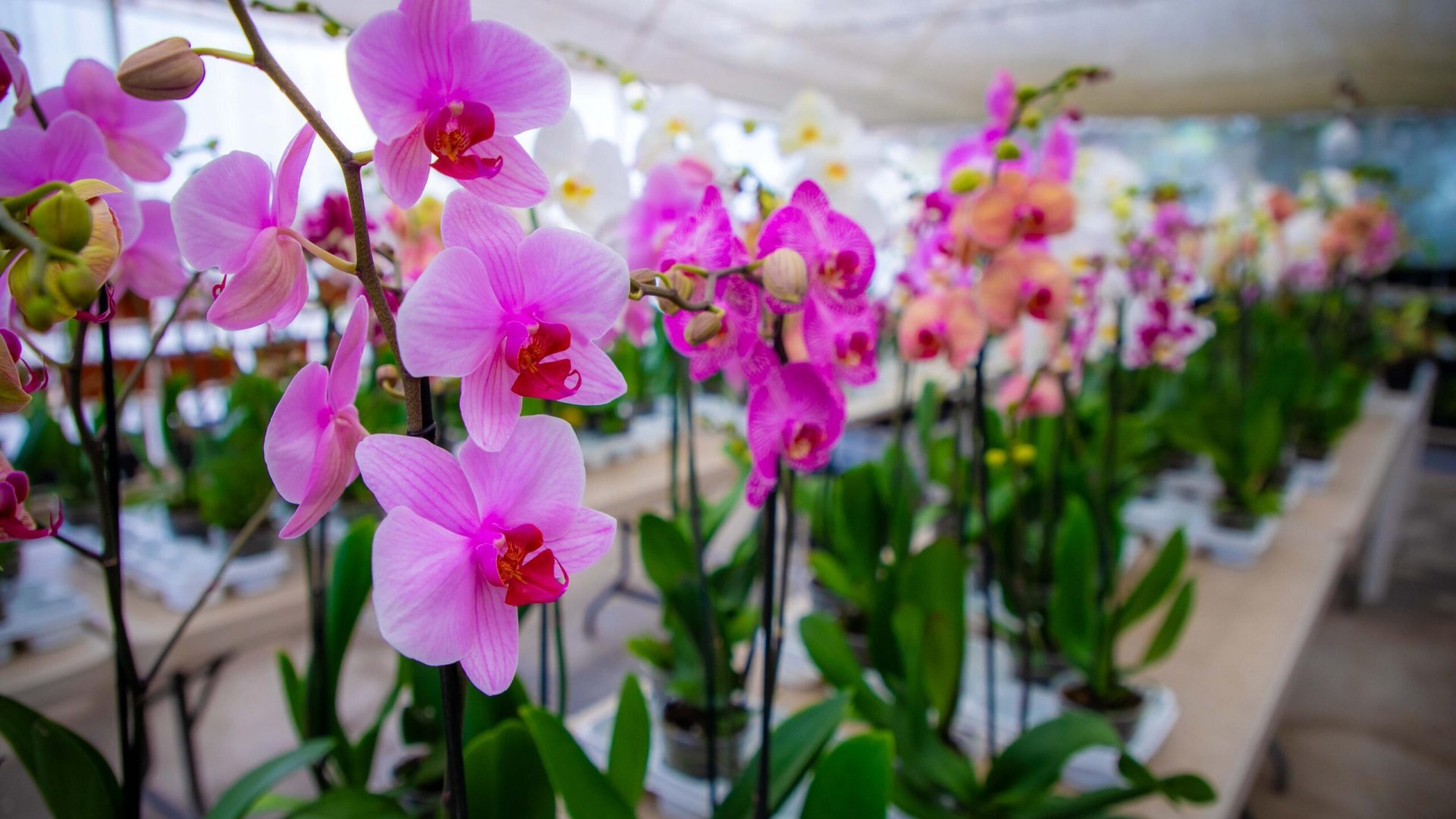 Con “Flores con Amor” celebra Ayuntamiento el 14 de febrero