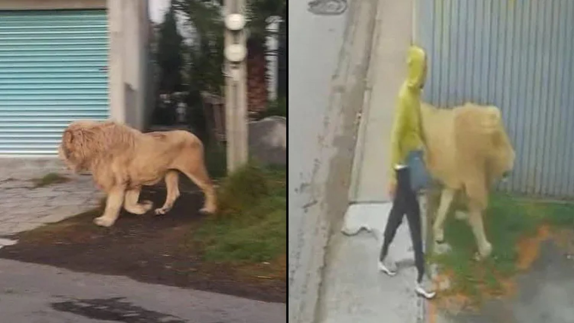 Aparece león paseando en Ocoyoacac, Estado de México | Video