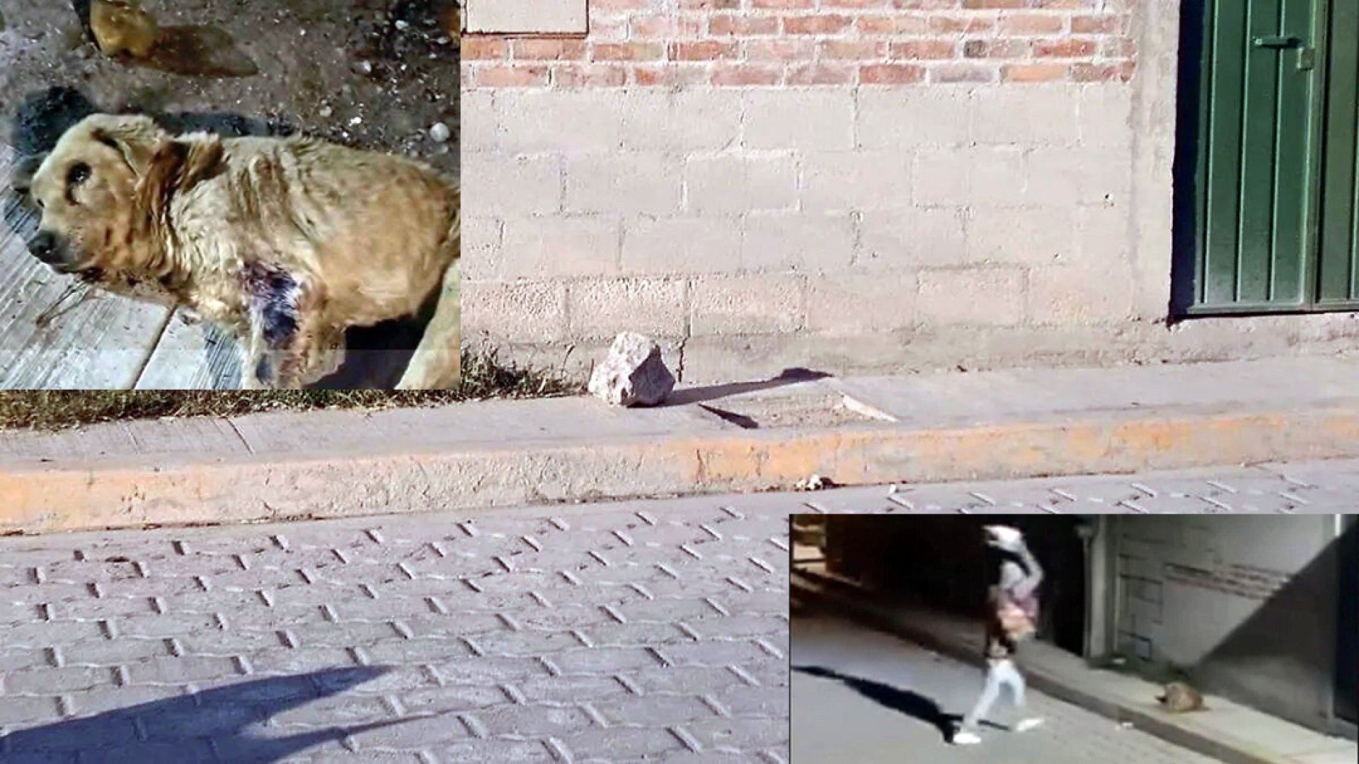 Detienen al agresor del perrito “Huesitos” en Santiago Miahuatlán