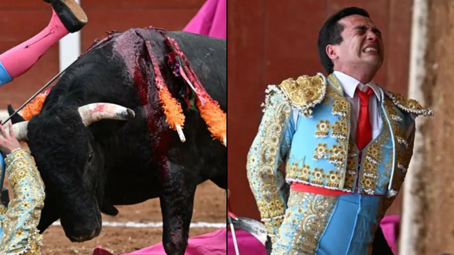 El torero Emilio Macías sufre grave cornada rectal; cirugía duró nueve horas | Video
