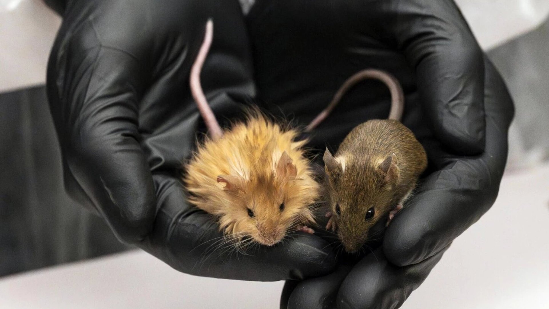 Científicos crean ratones genéticamente modificados con pelaje similar al de los mamuts lanudos