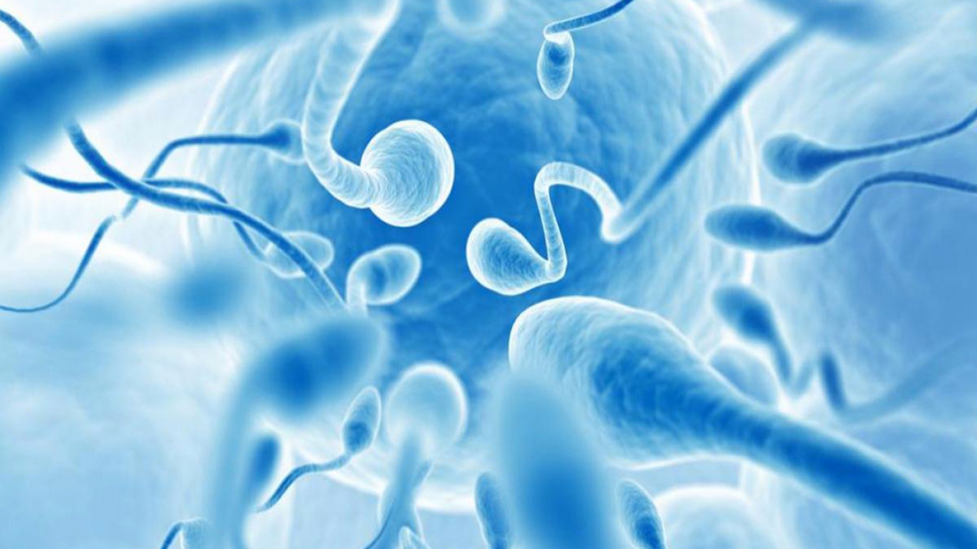 Calidad del semen y longevidad masculina, directamente proporcionales