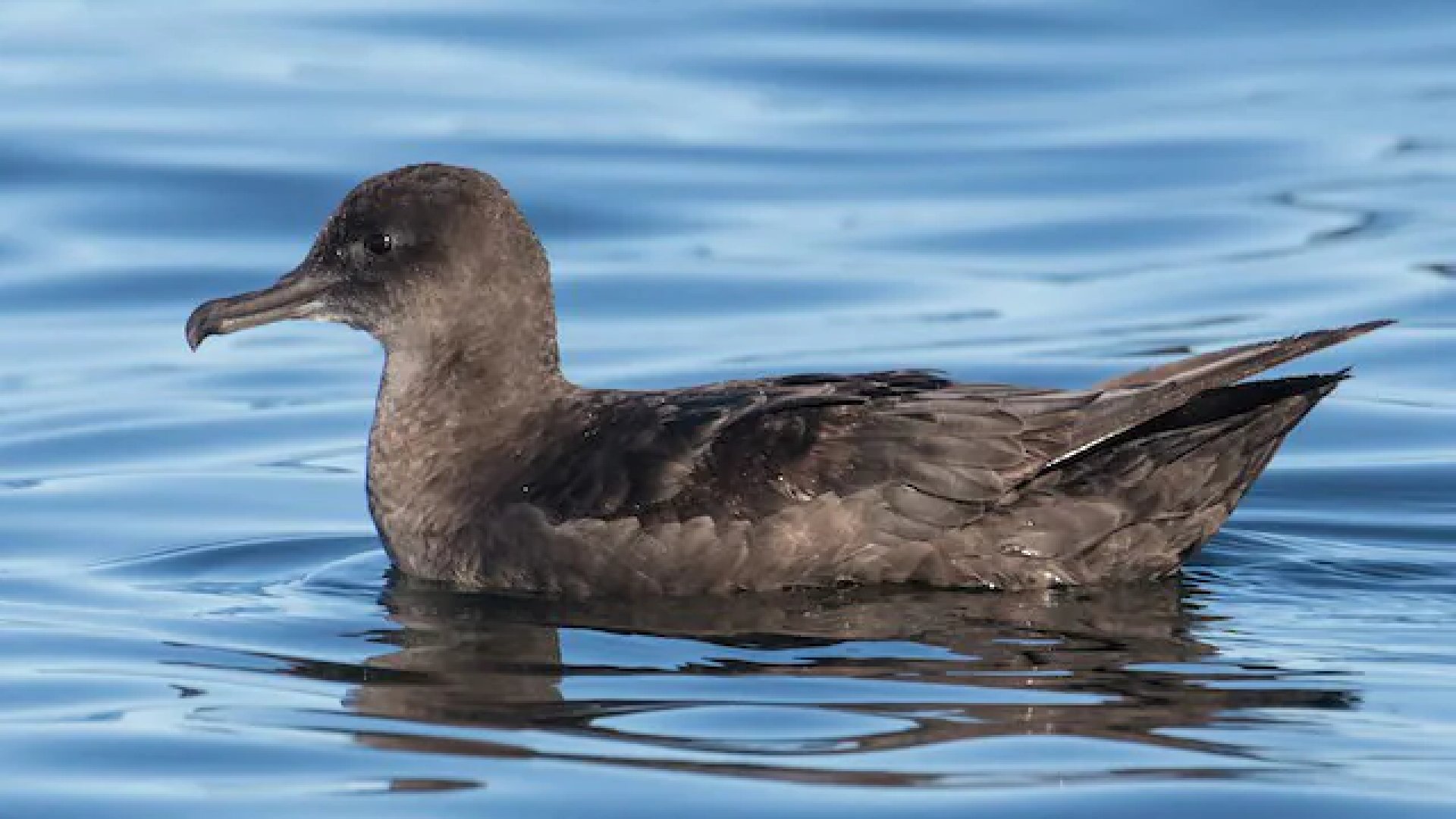 Contaminación por plásticos provoca daño cerebral similar al Alzheimer en aves marinas