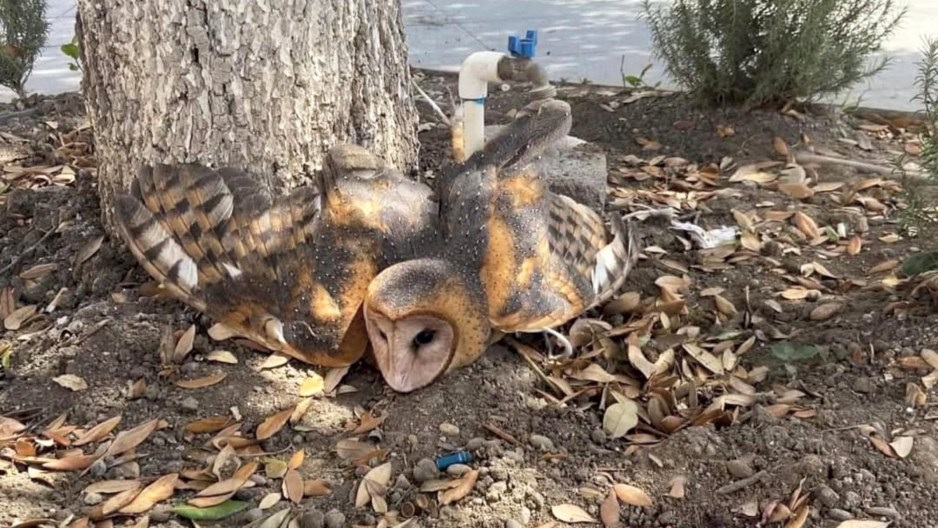 Rescatan a lechuza tras ser amarrada por creerla una «bruja» en Nuevo León
