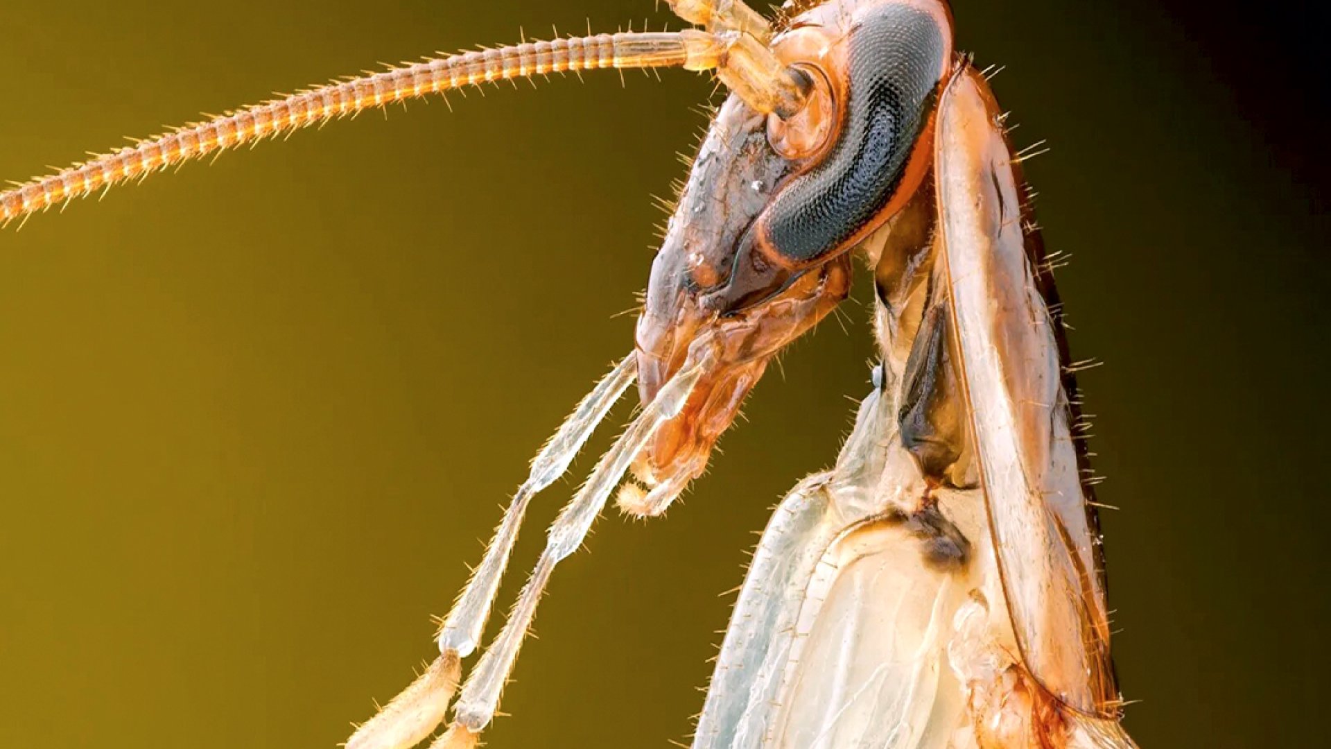 Aumentan casos de mordeduras de cucarachas en Yucatán por altas temperaturas