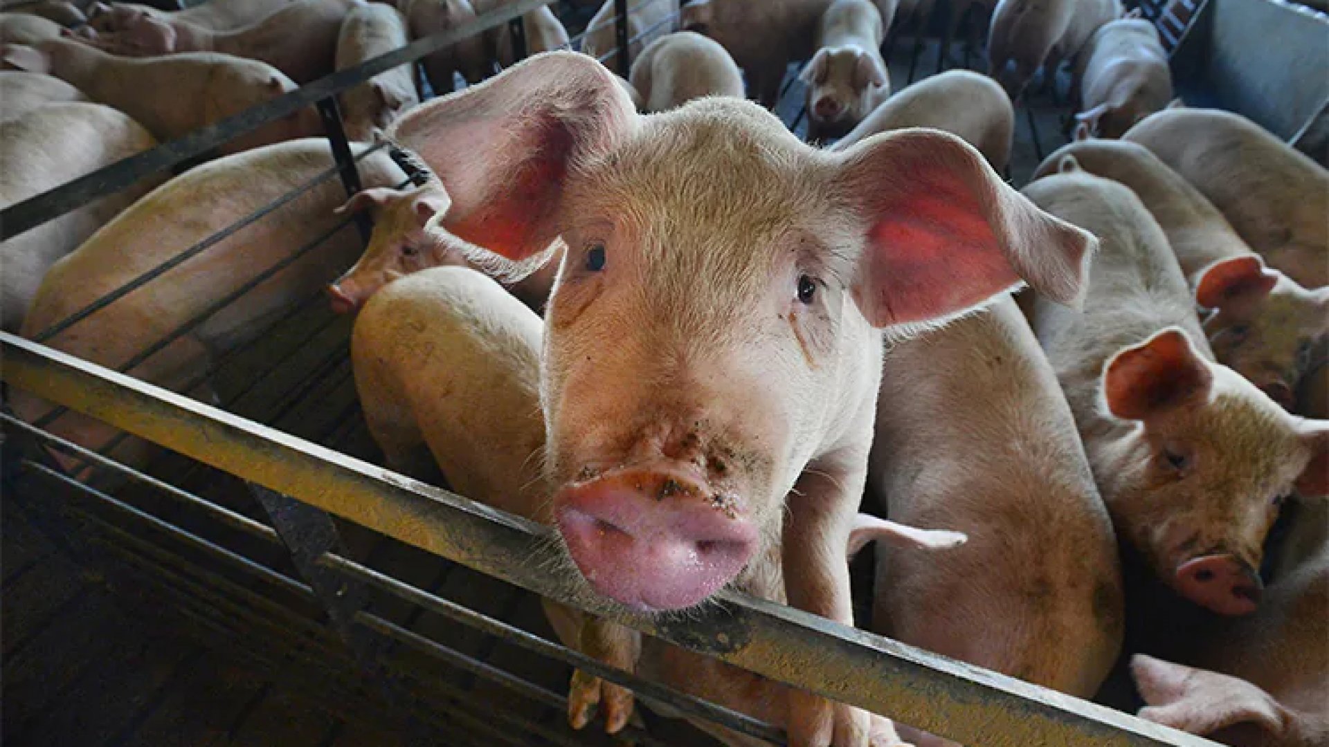 China realiza primer trasplante de hígado de cerdo editado genéticamente en ser humano