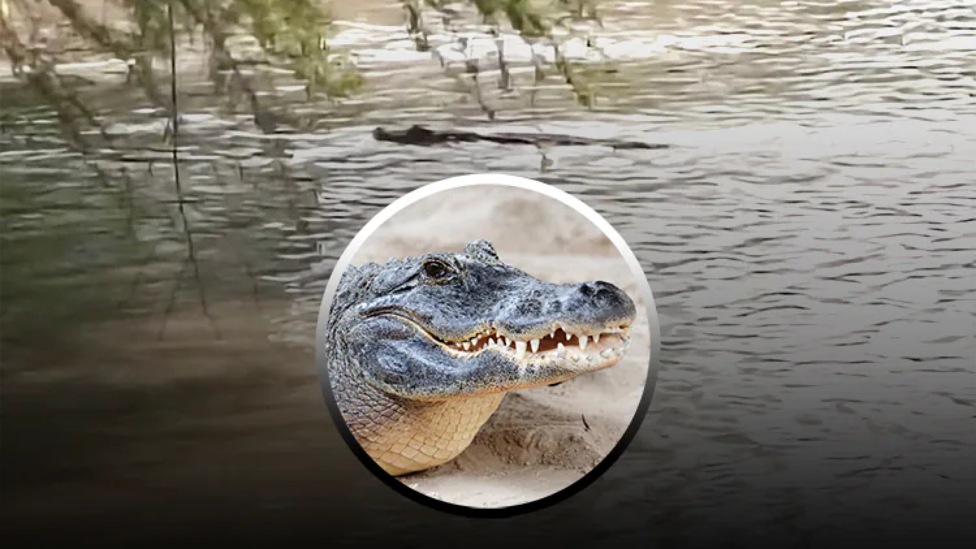 Avistan cocodrilos en el río Bravo, cerca de Matamoros