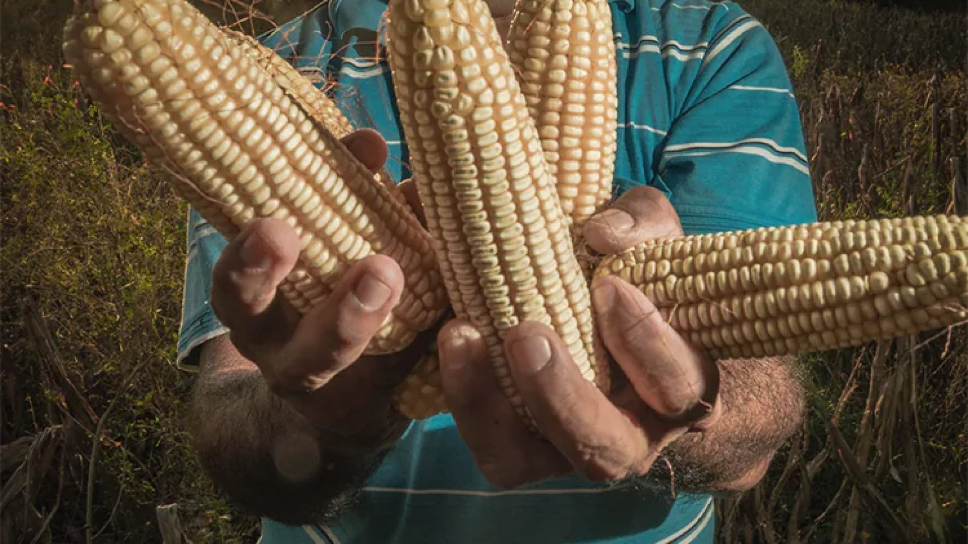 Gobierno de México destinará 54 mil mdp para impulsar la autosuficiencia alimentaria