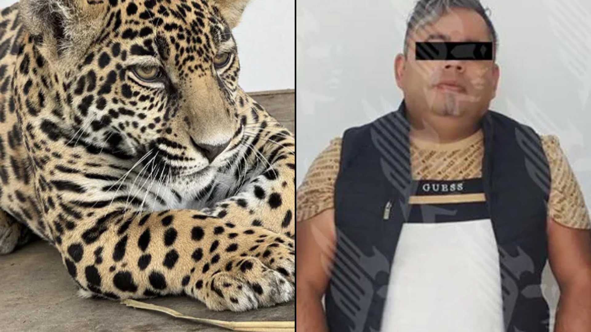 Rescatan jaguar en cautiverio ilegal en Puebla; propietario lo exhibía en TikTok | Videos