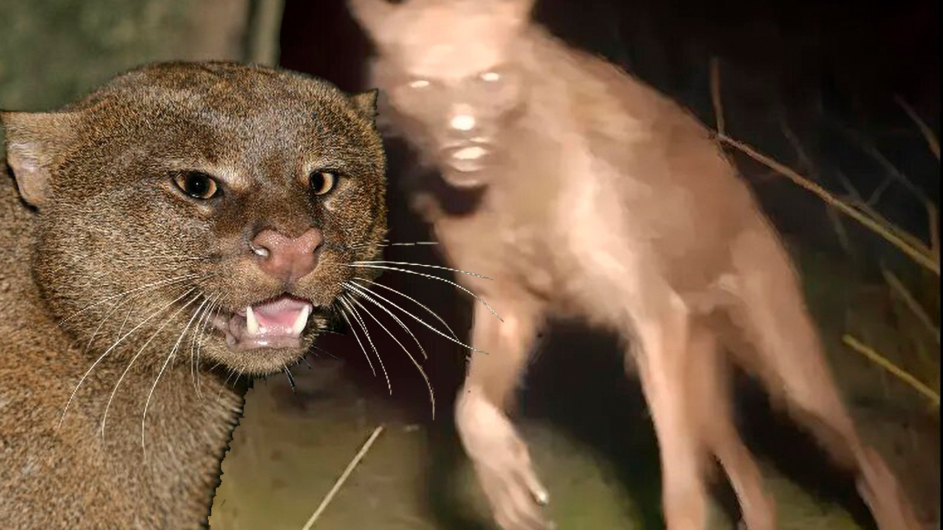 Asesinan a jaguarundi en Chiapas tras confundirlo con un «nahual»; especie está en peligro de extinción