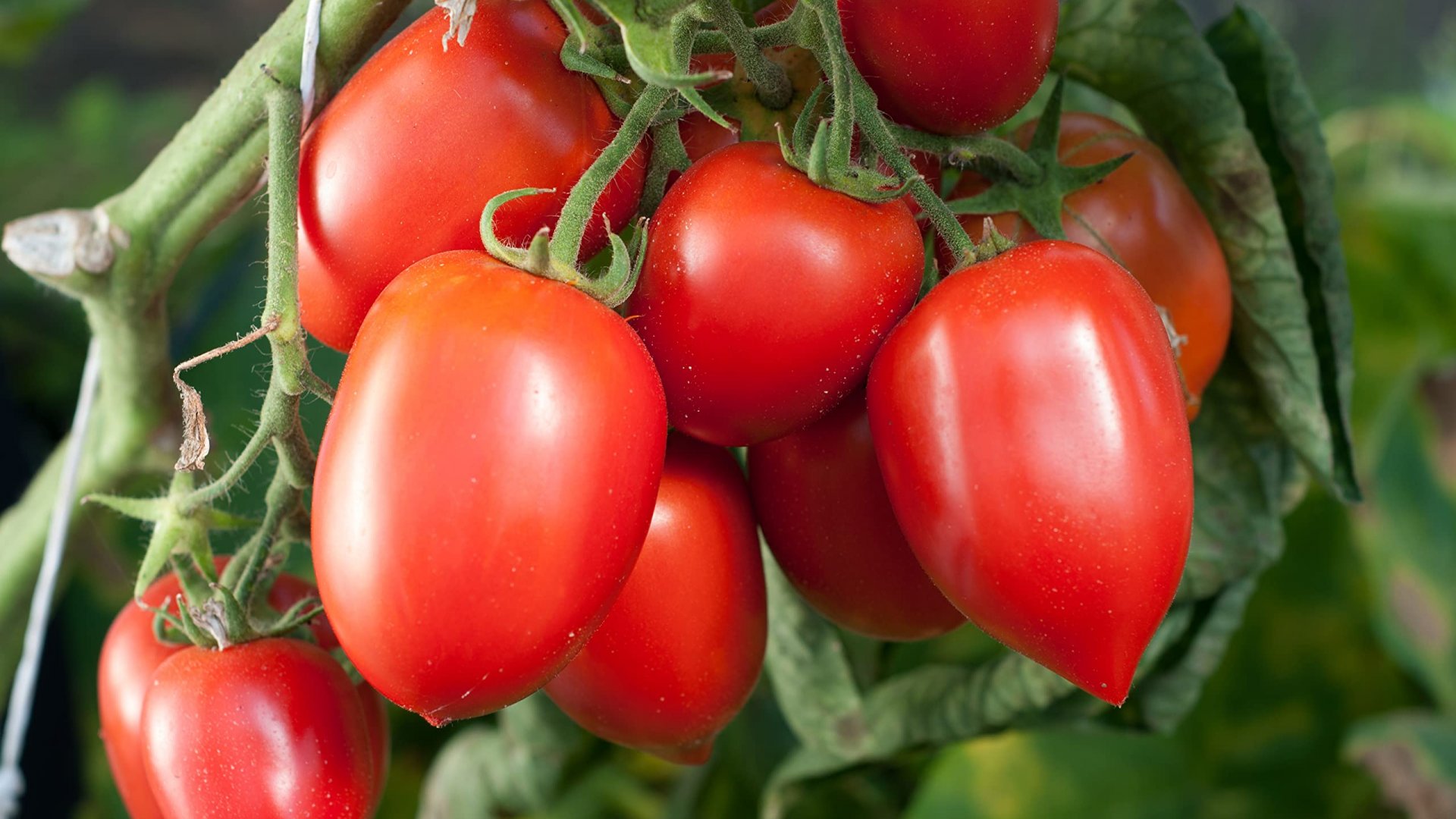 EU impone arancel del 21% a tomates mexicanos tras romper acuerdo comercial