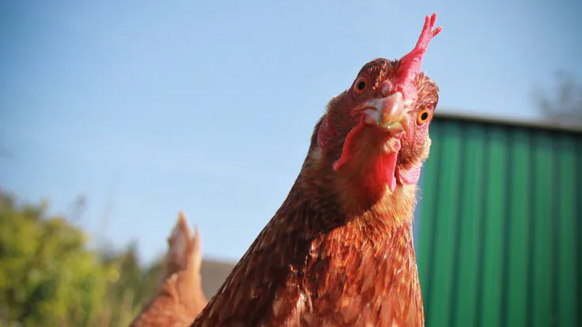 México frena importación de pollo y huevo de Brasil por brote de gripe aviar