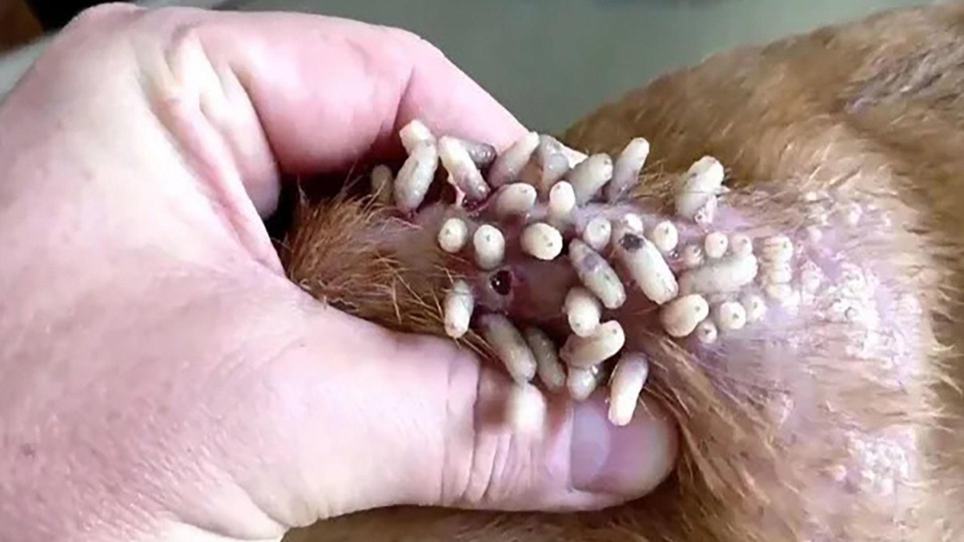 Gusano mortal infecta a perros en México