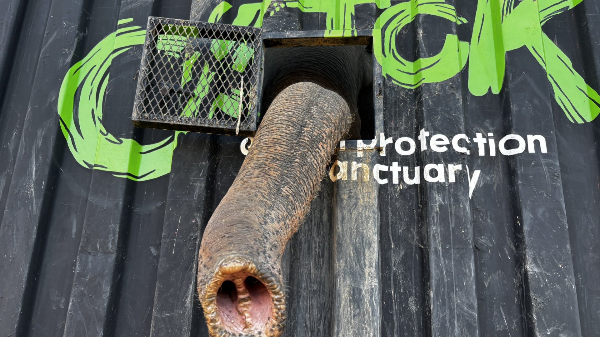Animales huyen de violencia en Sinaloa: traslado urgente a Mazatlán