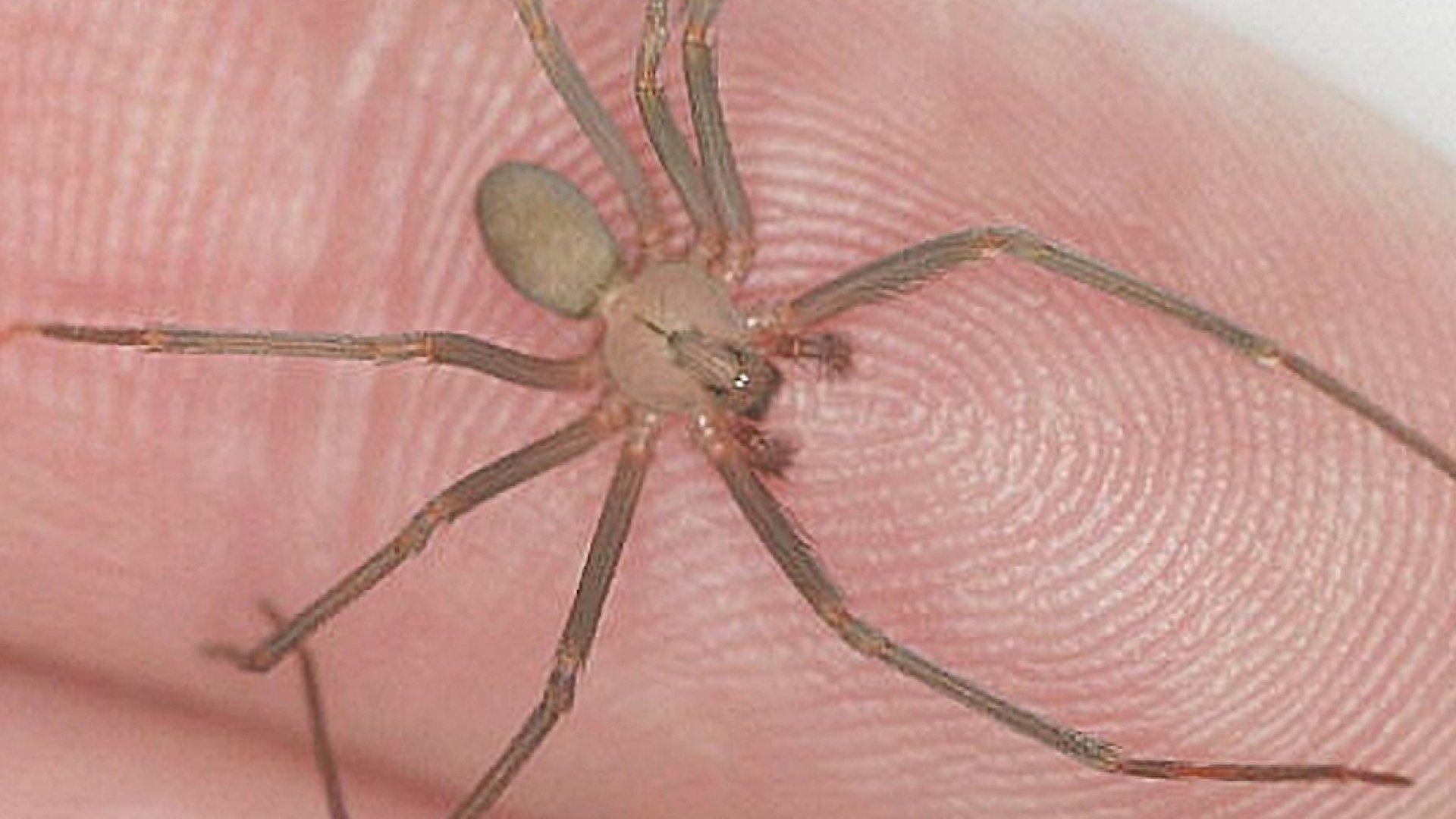 Araña Violinista ataca: México en emergencia sanitaria