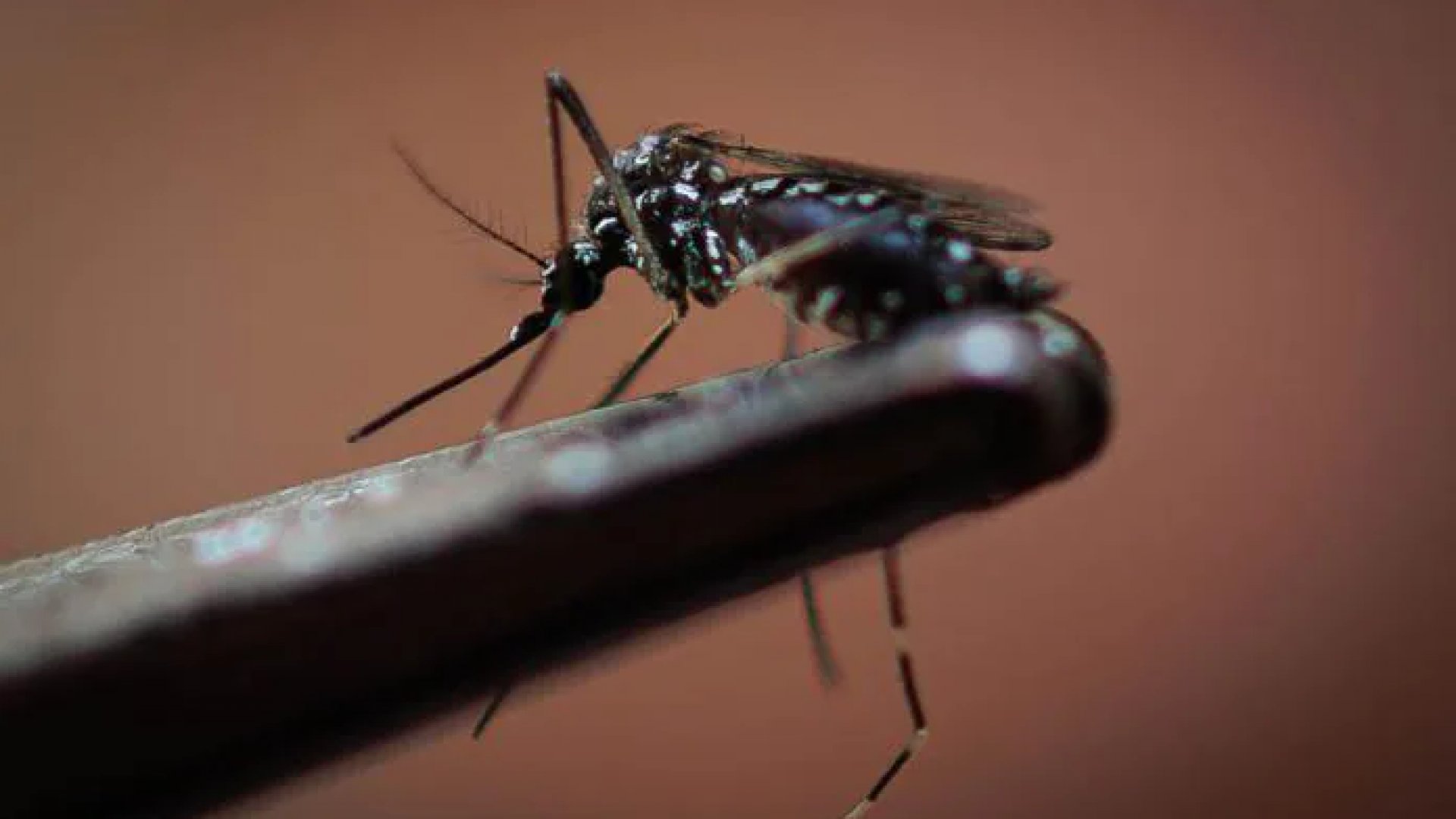 Dengue persiste en México: Salud lanza plan integral ante repunte de casos