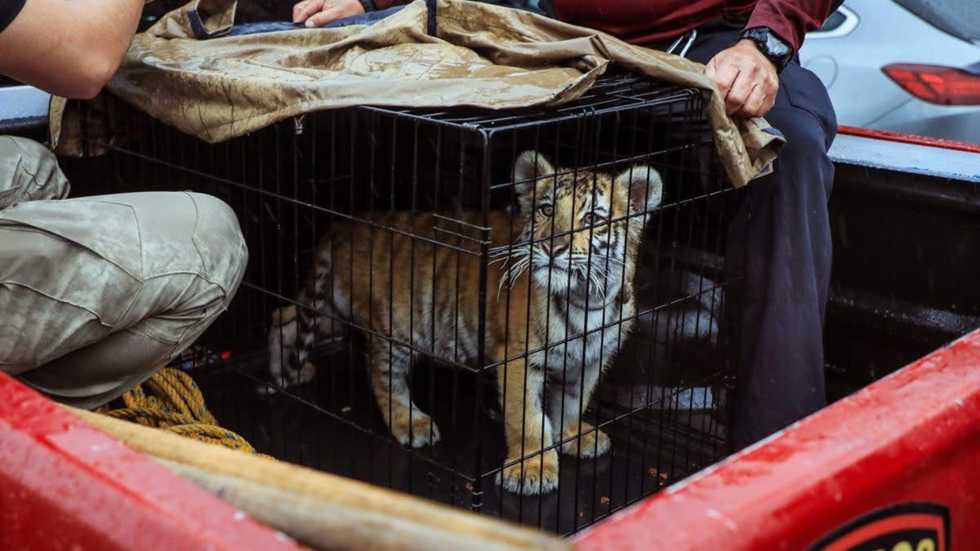 Juárez y Naucalpan: Tigres vivían como mascotas