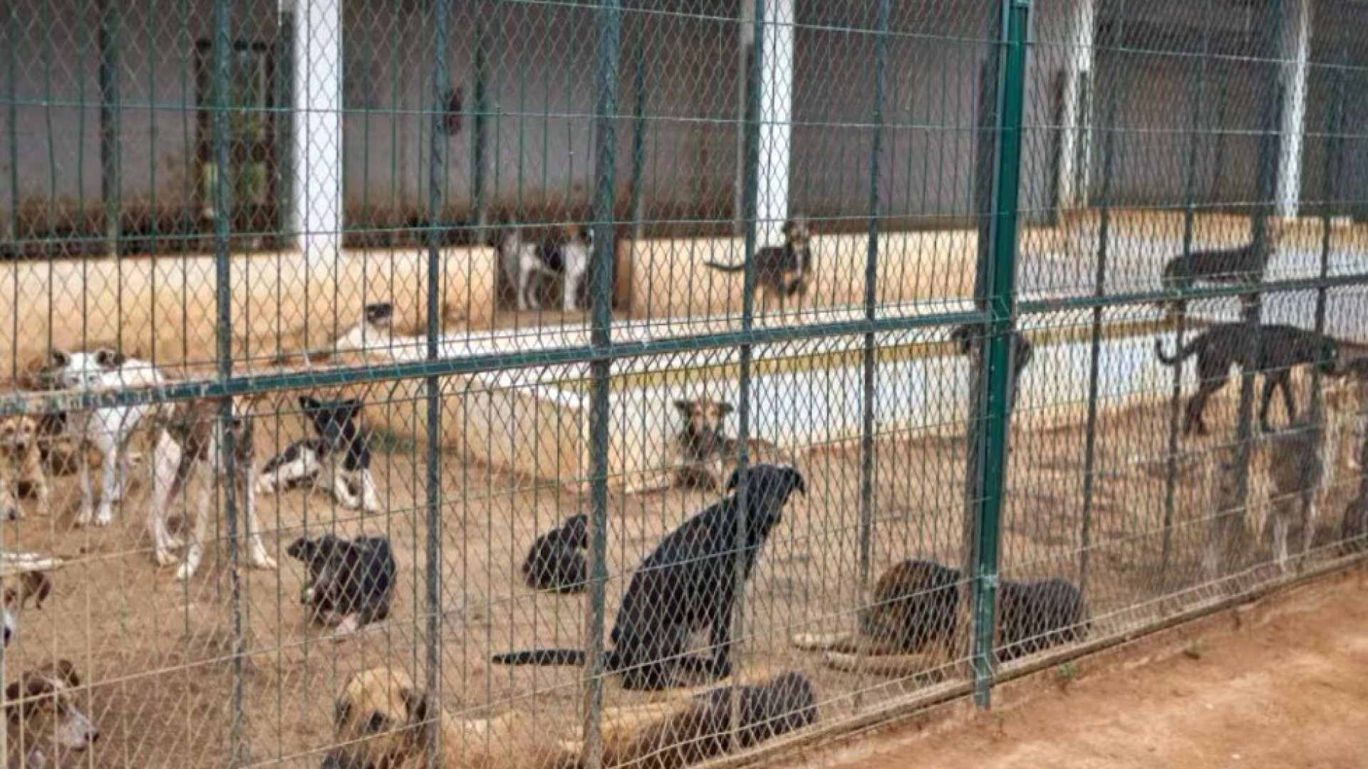Marruecos sacrifica perros callejeros antes del Mundial