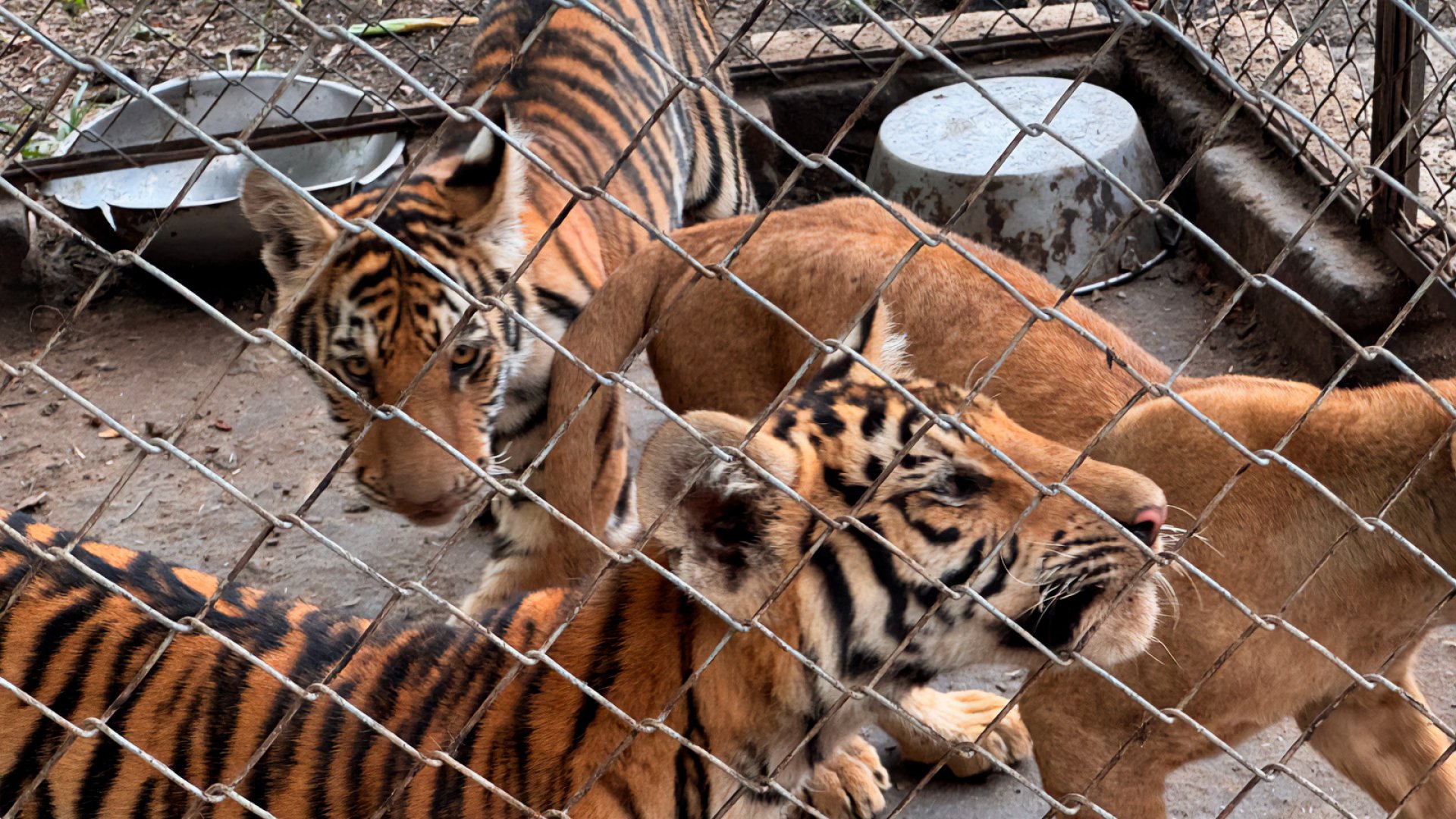 Asegura Profepa 75 animales silvestres en Tihuatlán