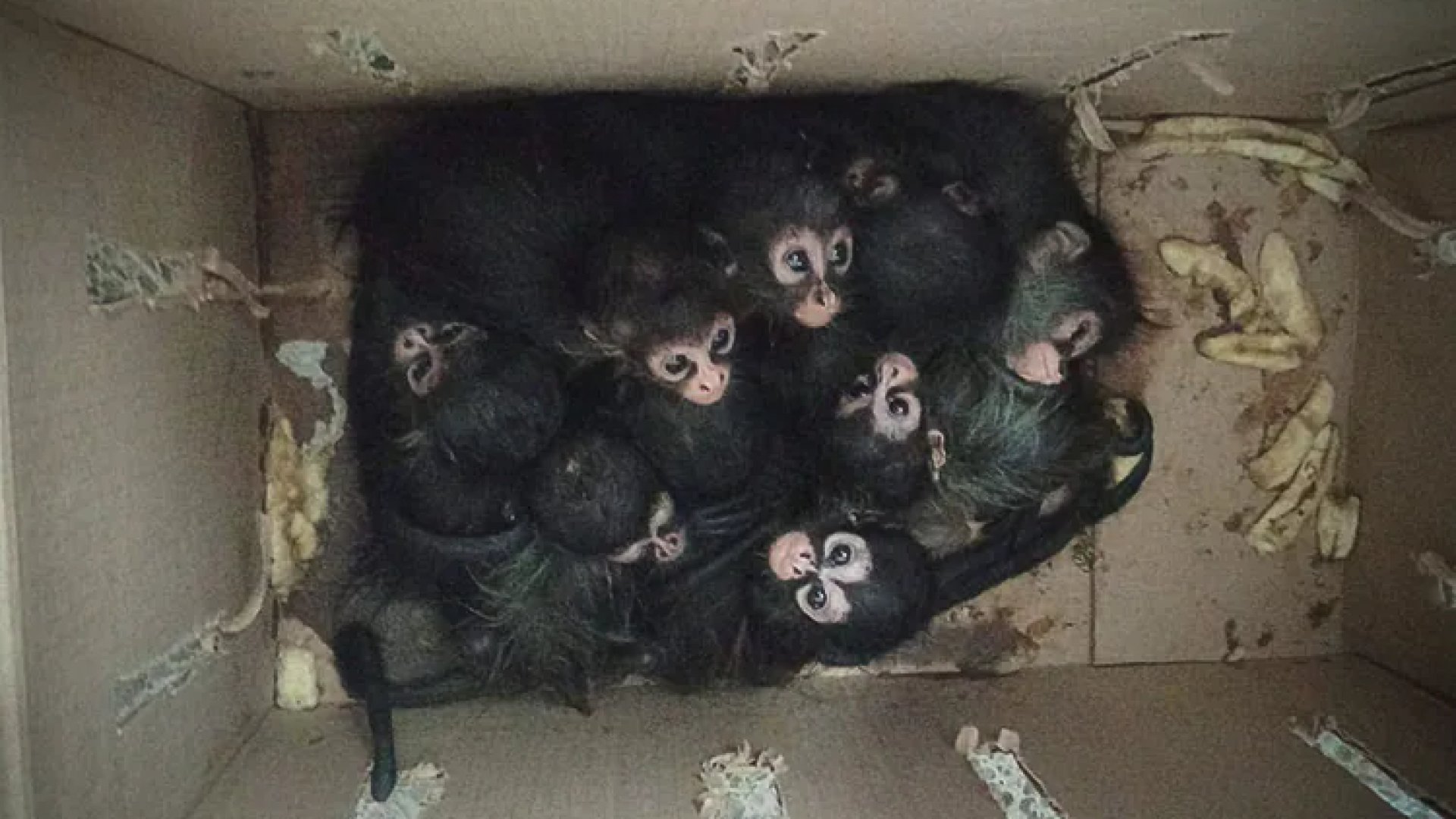 Gabinete de Seguridad incauta desde lanzacohetes hasta moños araña
