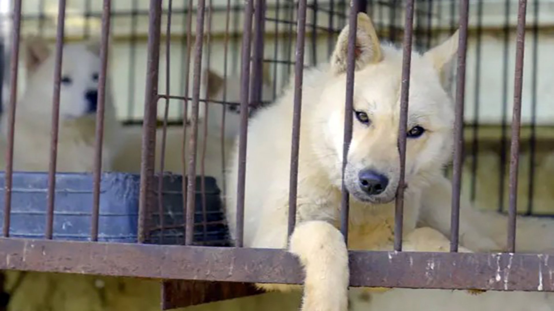 Prohibición deja a criadores con 500 mil perros