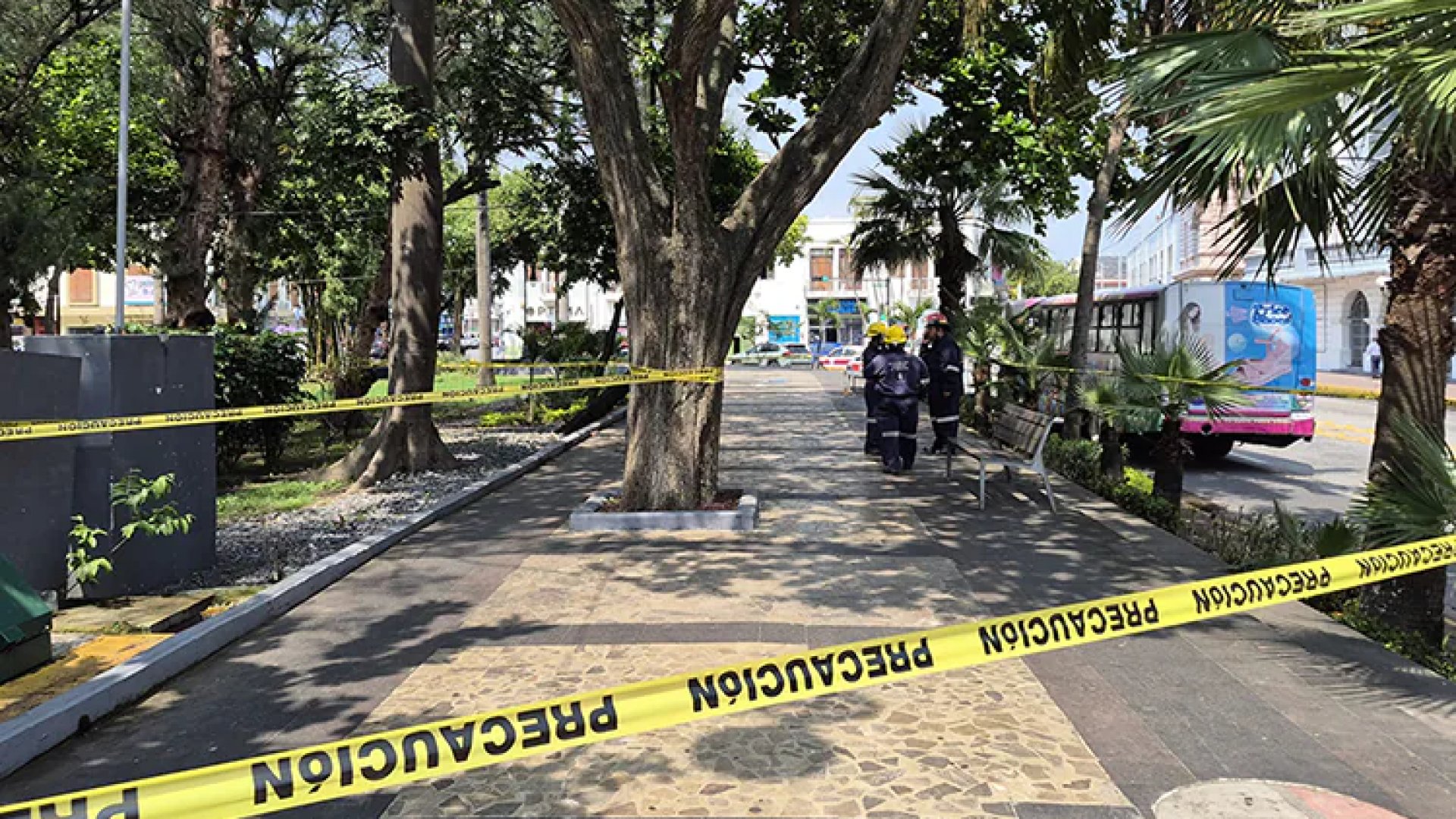 Veracruz: Abejas atacan en el parque Zamora; hay cuatro heridos