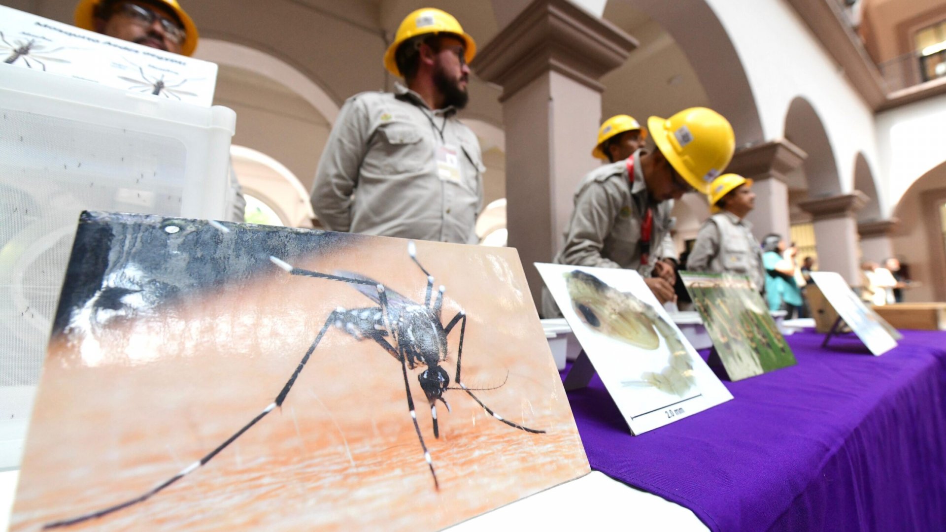 Se suma Xalapa a lucha contra el dengue