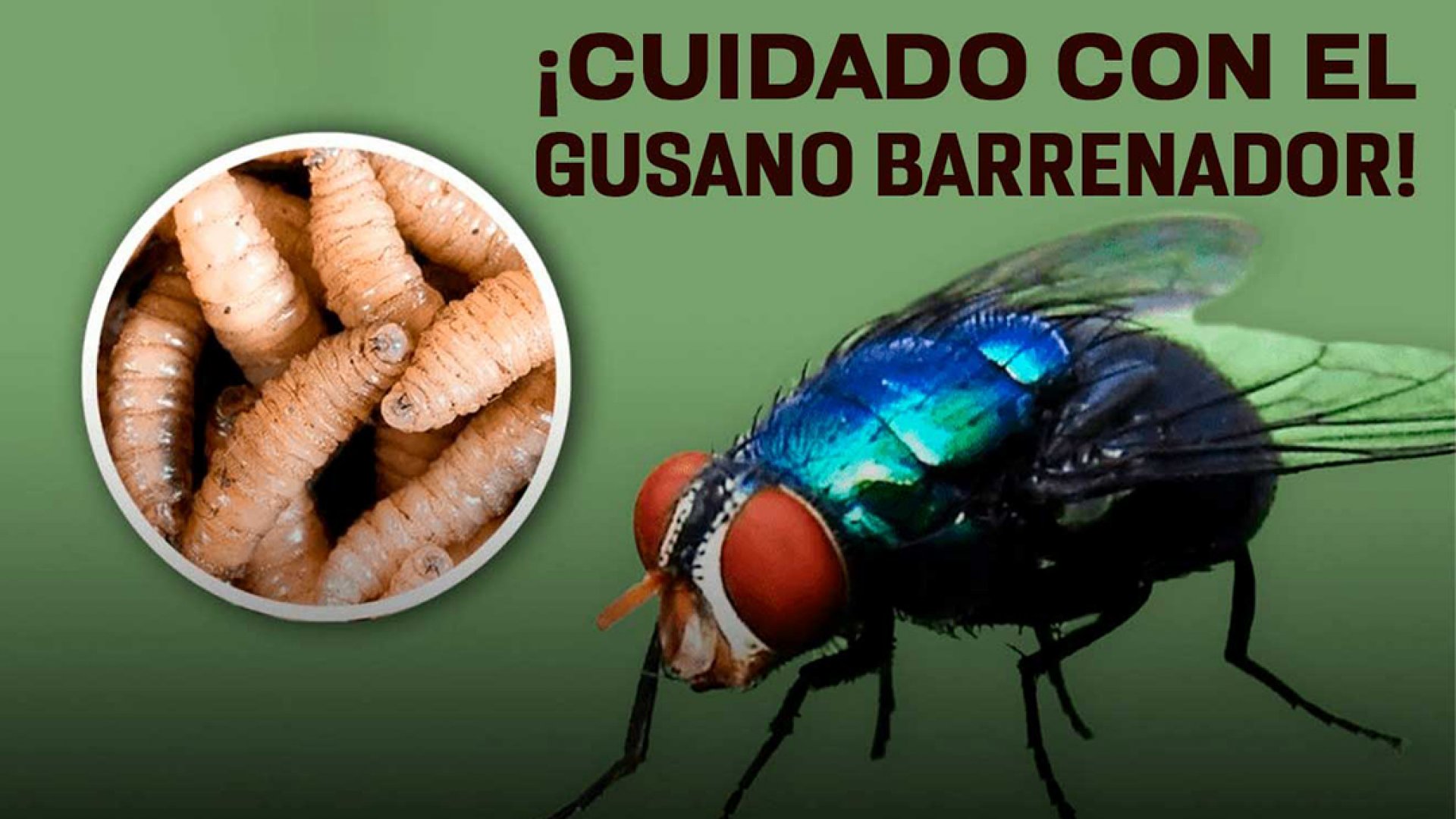 Cierra EE.UU. frontera ganadera tras hallazgo de gusano