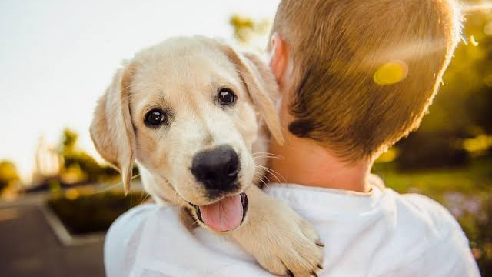 Mexicanos destinan entre 2 mil 884 y 3 mil 500 pesos al cuidado de mascotas