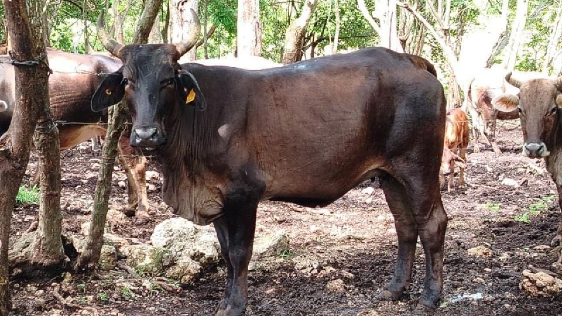 Yucatán enfrenta nuevo repunte del gusano barrenador con 82 animales afectados