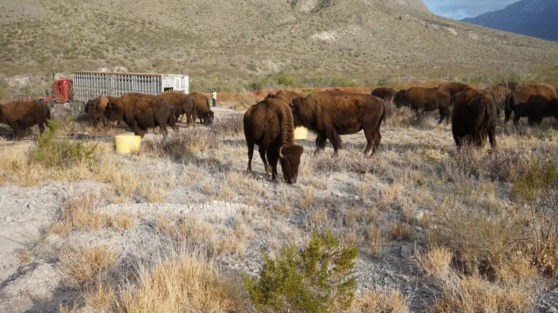 El Bisonte Americano vuelve a pisar Coahuila: liberan 44 ejemplares en Cuatro Ciénegas