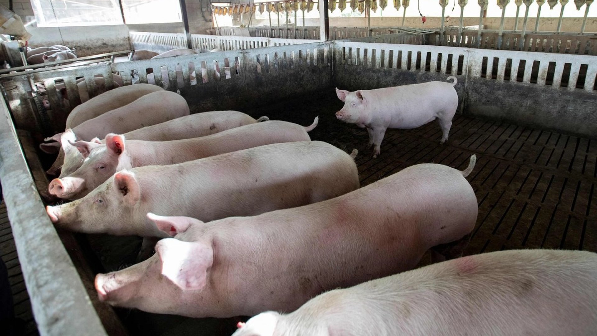 Organizaciones agrarias exigen sacrificar 40 mil cerdos y jabalíes por brote de peste en España