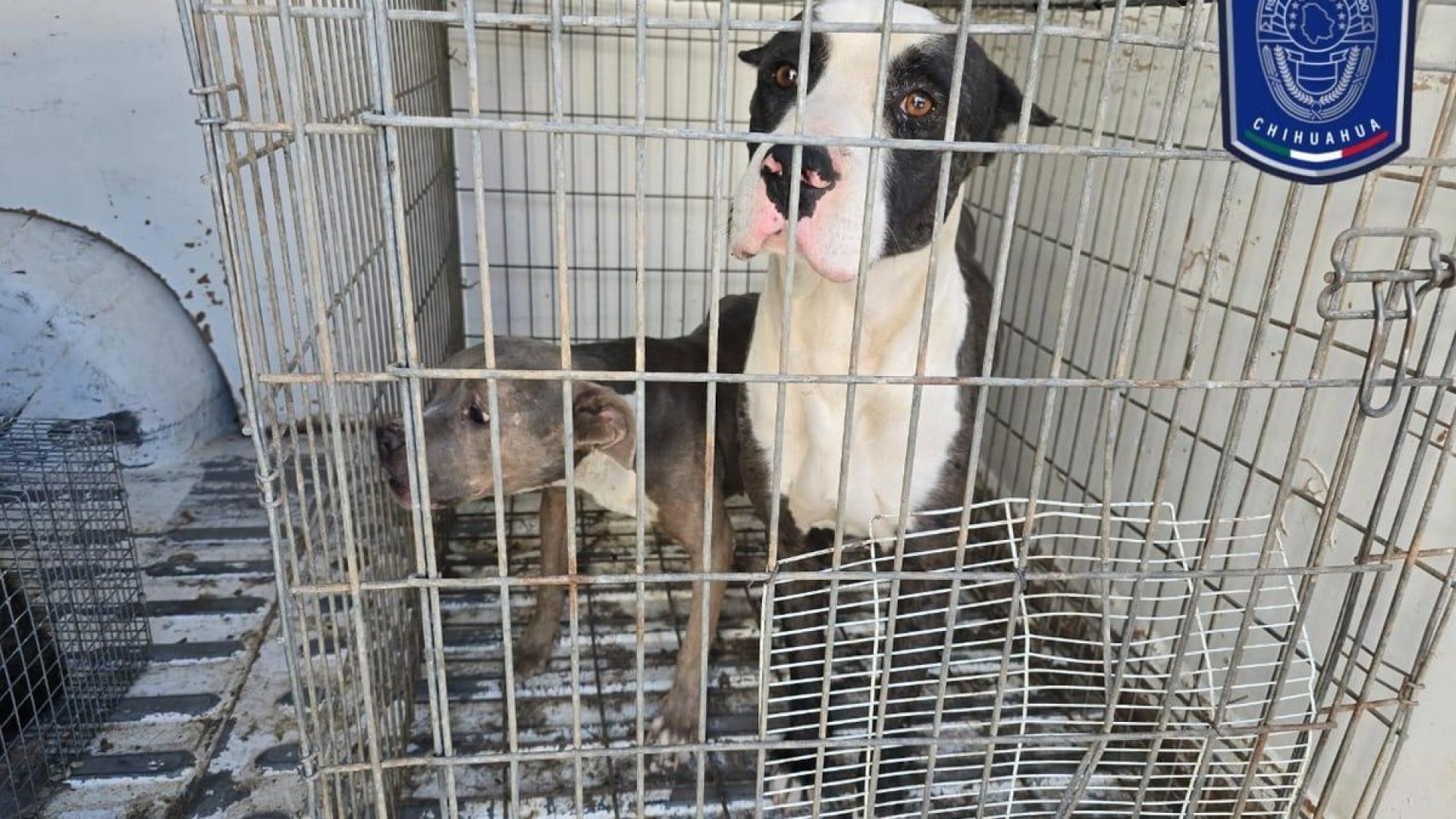 Fiscalía de Juárez rescata a 592 animales víctimas de maltrato en dos meses